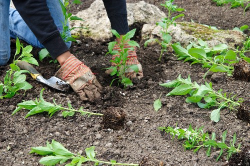 Eco-friendly garden with native plants in Uxbridge